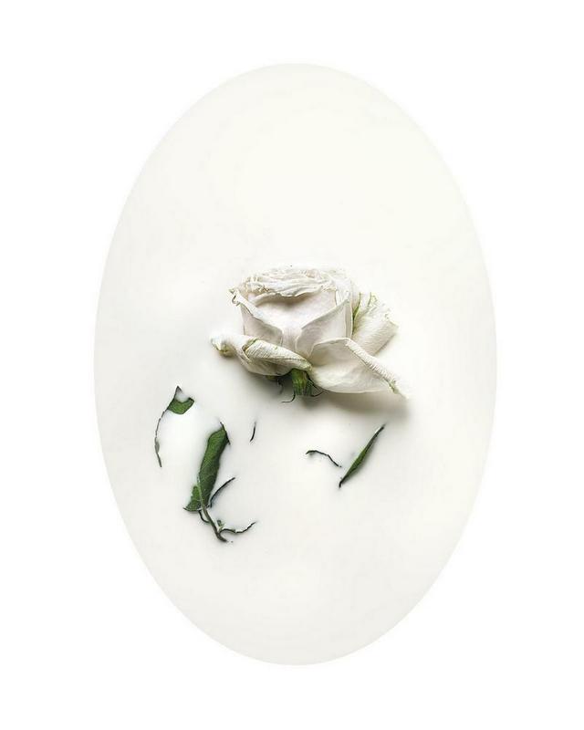 Nicola Vinci,Latte e polline,Photography